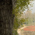 Sagrantino di Montefalco